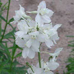 Delphinium 'Casa Blanca'